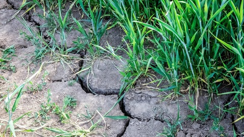 Risse im trockenen Boden eines Feldes: Wegen der Hitze und Trockenheit verbieten immer mehr Landkreise die Wasserentnahme (Symbolbild).