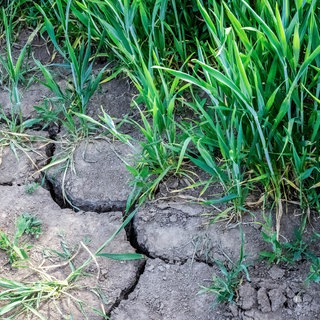 Risse im trockenen Boden eines Feldes: Wegen der Hitze und Trockenheit verbieten immer mehr Landkreise die Wasserentnahme (Symbolbild).