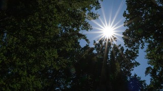 Bei strahlendem blauem Himmel scheint die Sonne über einem Waldstück. Eine neue Hitzewelle ist vorerst nicht in Sicht. 