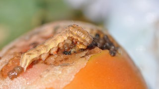 Die Raupe des Falters Baumwollkapseleule auf einer Tomatenfrucht
