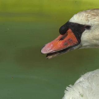 ein Schwan