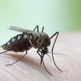 Asiatische Tigermücke