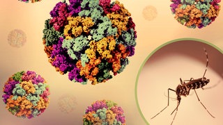 Illustration Chikungunya-Virus und Tigermücke: Die tropische Krankheit Chikungunya wird durch die Mücken übertragen. Auch in Baden-Württemberg könnte eine direkte Übertragung vor Ort bald denkbar sein.