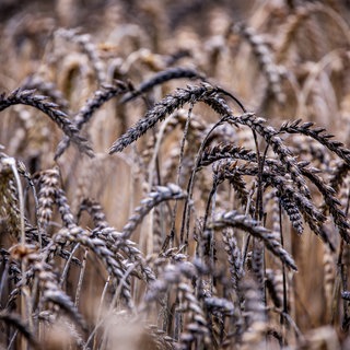 Schwarz gefärbte Weizenähren auf einem Feld. Das regnerische Wetter bringt die Getreideernte in Gefahr.