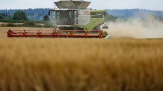 Ein Mähdrescher ist auf einem Feld mit Wintergerste unterwegs und zieht eine Staubwolke hinter sich her.