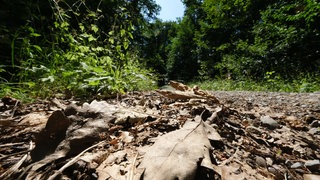 Vertrocknete Blätter liegen auf dem Boden in einem Wald. Bei zunehmender Trockenheit und großer Hitze steigt die Waldbrandgefahr. Wetter-Experten warnen aktuell vor einer großen Gefahr von Waldbränden in Teilen Baden-Württembergs.