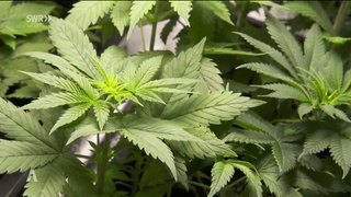 Eine Cannabis-Pflanze auf dem Canna-Festival in Freiburg