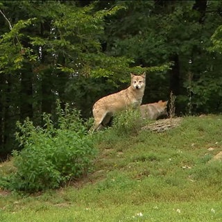 Wölfe auf einem kleinen Grashügel am Waldrand