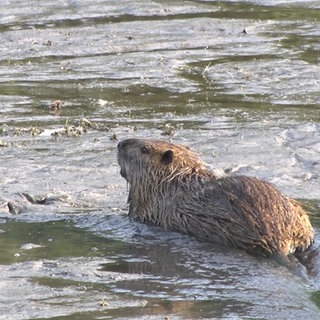Ein Nutria im Wasser. In Baden-Württemberg und Rheinland-Pfalz breitet sich das Nutria immer weiter aus.
