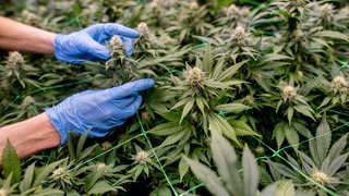 Ein Vereinsmitglied begutachtet die Pflanzen in einem Cannabis-Social-Club. In Baden-Württemberg gibt es davon 24.