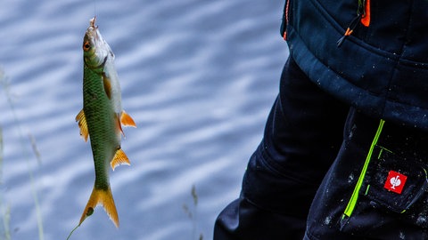 Catch and Release: Ein Fisch hängt an einer Angel und wird gleich wieder freigelassen. (Symbolbild)