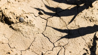 Risse sind in der Erdkruste eines Ackers mit jungen Maispflanzen zu sehen. 