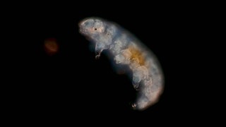 Ein Bärtierchen unter dem Mikroskop.