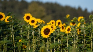 Sonnenblumen werden im Morgenlicht von der Sonne angestrahlt.