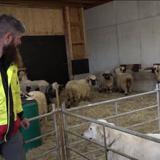 Ein Schäfer und seine Schafe in einem Stall