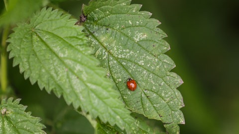 Ein Marienkäfer sitzt auf den Blättern einer Brennnessel.