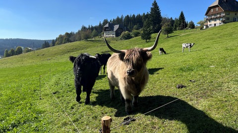 Mehrere Rinder stehen auf einer Weide. Dabei handelt es sich um eine wehrhafte Rinderherde von Landwirt Christian Fehrenbach aus Schonach (Schwarzwald-Baar-Kreis). Dabei stehen alte und erfahrene Rinder mit jüngeren zusammen. Diese Herden können sich in der Regel selbst gegen den Wolf verteidigen.