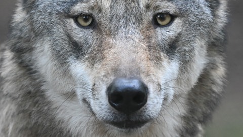 Nahaufnahme des Gesichts eines europäischen Wolfs. Erst vor wenigen Wochen hat ein Wolf im Südschwarzwald zehn Schafe gerissen. Denn: Die Tiere waren nicht geschützt. Um solche Risse zumindest deutlich zu erschweren und Weidetieren den größtmöglichen Schutz zu bieten, wurde vom Land das Projekt "Herdenschutz Südschwarzwald" ins Leben gerufen.