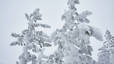 Schneebedeckte Tannen