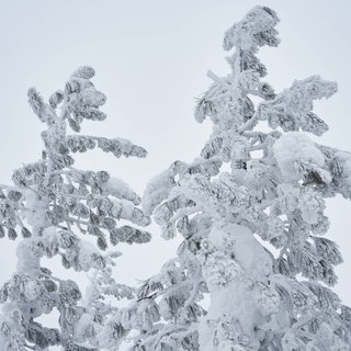 Schneebedeckte Tannen