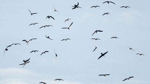 Vögel fliegen über dem Linumer Teichgebiet. Kraniche fliegen über ein Gewässer.