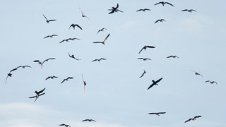 Vögel fliegen über dem Linumer Teichgebiet. Kraniche fliegen über ein Gewässer.