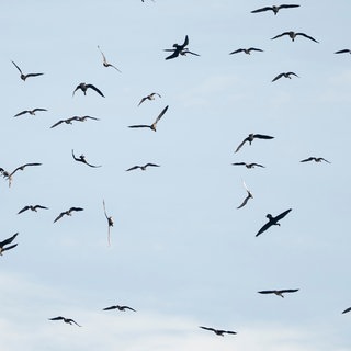 Vögel fliegen über dem Linumer Teichgebiet. Kraniche fliegen über ein Gewässer.
