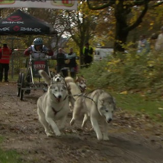 Vier Schlittenhunde ziehen bei einem Rennen einen Wagen