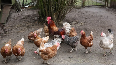 Hühner sind im Freien unterwegs. Eine Stallpflicht ist nach dem Ausbruch der Vogelgrippe in BW kein Thema. (Symbolbild)