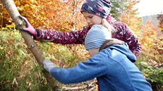 Mädchen packen im Wald mit an
