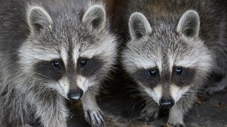 Waschbären gelten als invasive Art, also gebietsfremd in Deutschland mit unerwünschten Auswirkungen auf andere Tiere. In Baden-Württemberg haben sich die Tiere in den letzten Jahren rasant ausgebreitet.
