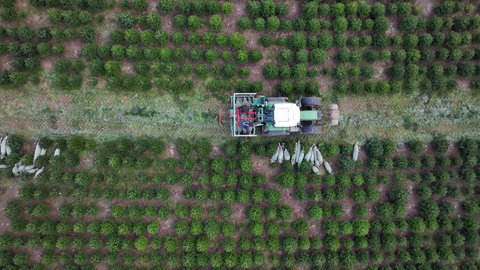 Weihnachtsbäume, Tannenbäume, Christbäume