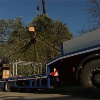Transport der Gengenbacher Tanne