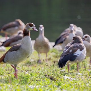 Nilgänse auf einer Wiese. Die Population der Tiere hat in Baden-Württemberg deutlich zugenommen.