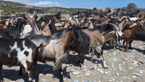 Eine Herde Ziegen steht auf steinigem Untergrund. Das Projekt ICARUS kann auch für den Herdenschutz genutzt werden.