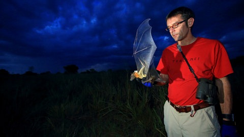 Martin Wikelski, Direktor am Max-Planck-Institut, hält einen besenderten Flughund in der Hand im Kasanka-Nationalpark. Viele dieser Tiere wurden durch das Projekt ICARUS bereits gerettet.
