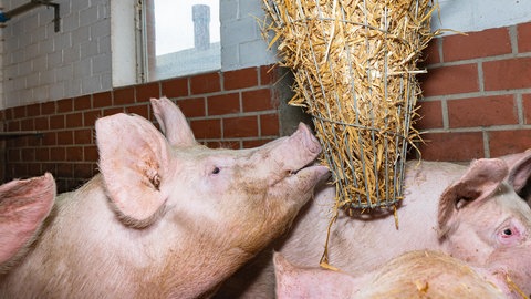 Symbolbild: In einem Stall knabbert eine Sau an einem Strohballen. Auf tierhaltenden Betrieben in Baden-Württemberg wird immer noch wenig kontrolliert. Zwar hat man mehr Stellen für Amtstierärzte geschaffen, jedoch nicht alle besetzt.