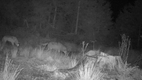 Im Kreis Rastatt sind zwei Wölfe in eine Fotofalle getappt.
