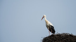 Ein Storch steht bei sonnigem Wetter in einem Storchennest