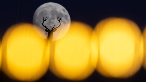 Der Mond geht hinter den Lichtern und einer Hirschstatue auf.