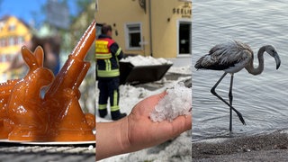 Zuckerhasen, Hagel im Sommer und ein verirrter Flamingo: Die kuriosesten Geschichten aus 2025.