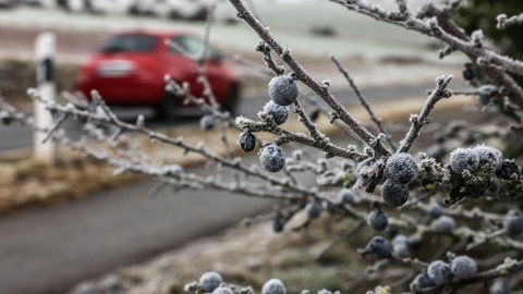 Ein Auto fährt an vereisten Schlehen vorbei.