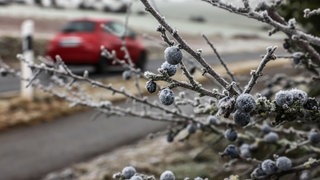 Ein Auto fährt an vereisten Schlehen vorbei.