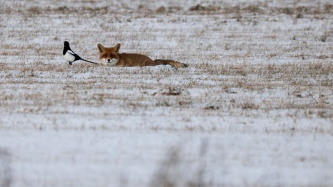 Eine Elster geht auf der Schwäbischen Alb an einem in einem Feld liegenden Fuchs vorbei. Polare Meeresluft bringt Dauerfrost ins Land - trotz Sonnenschein.