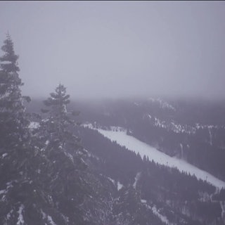 Blick auf einen verschneiten Wald