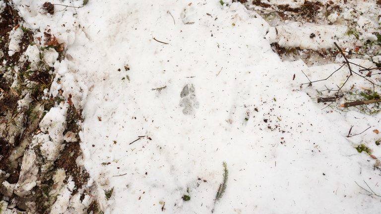 Ein Abdruck einer großen Pfote im Schnee, schätzungsweise ist sie vom Wolf GW2672m.