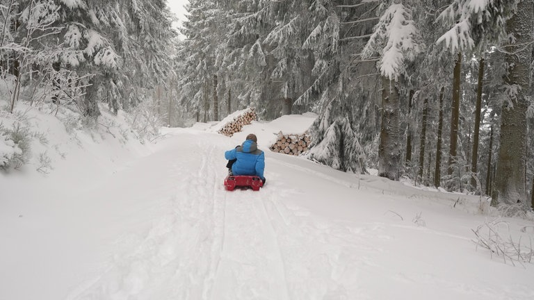 Ein Junge mit blauer Jacke fährt in einem roten Bob den verschneiten Weg an der Badner Höhe im Schwarzwald entlang, wenige Tage zuvor stand genau dort der Wolf.