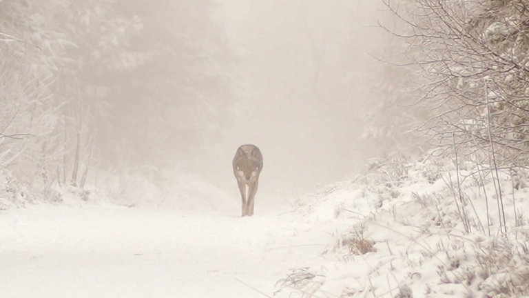 Ein Wolf auf einem verschneiten Wanderweg im Schwarzwald.