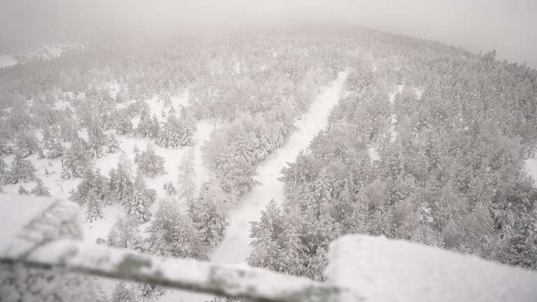 Verschneiter Schwarzwald mit einer Mauer im Vordergrund und einem Wanderweg der in die Ferne führt, diesen Weg nutzt auch der Wolf GW2672m.