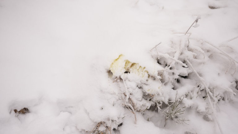 Gelbe Urinspuren von einem Wolf im Schnee.